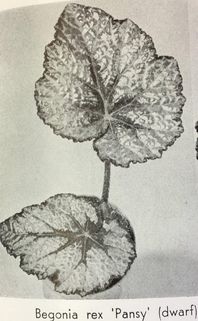 B. ‘Pansy’